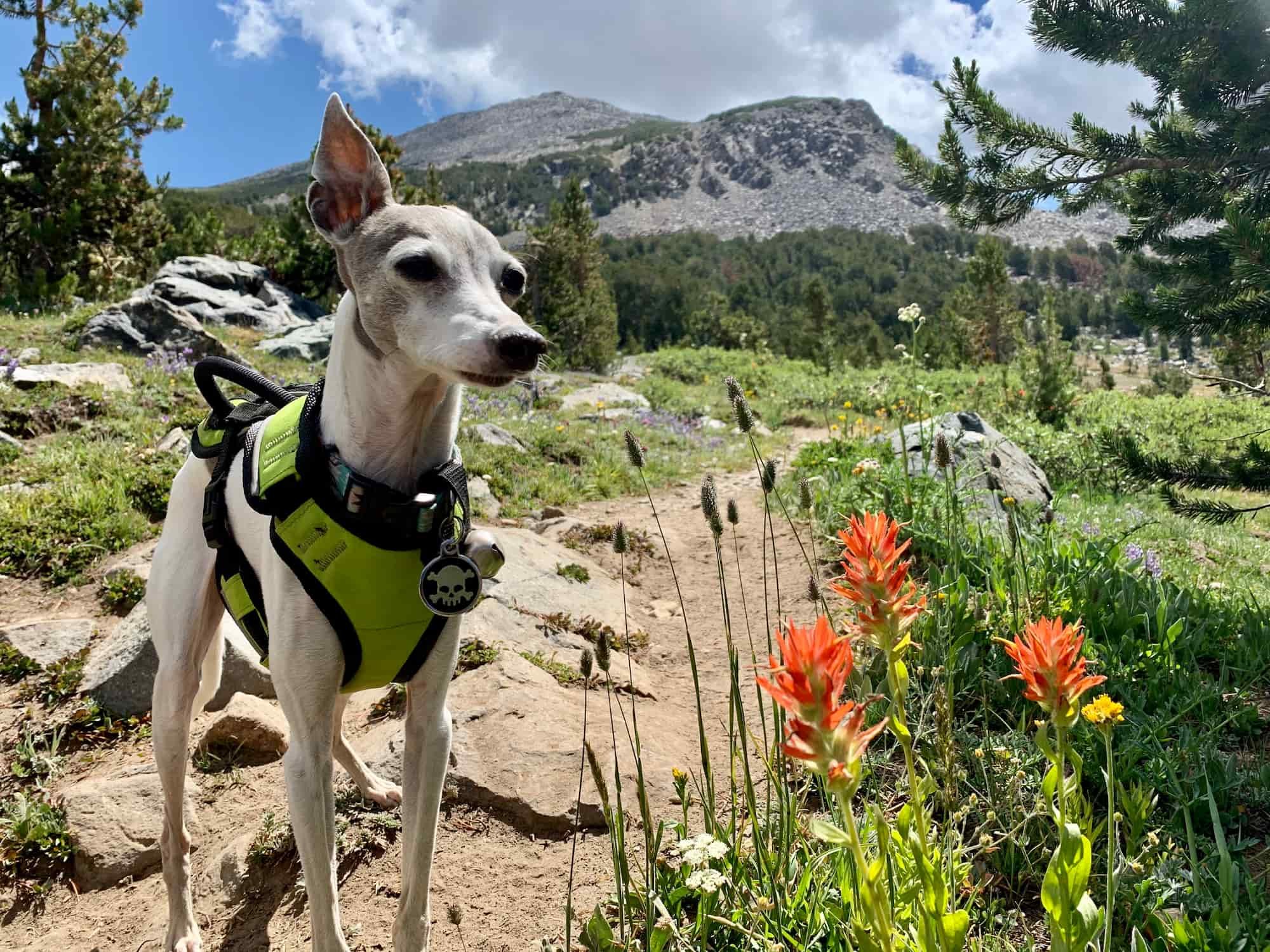 The 16 Best Hiking Gifts For Adventure Dogs - The Mandagies