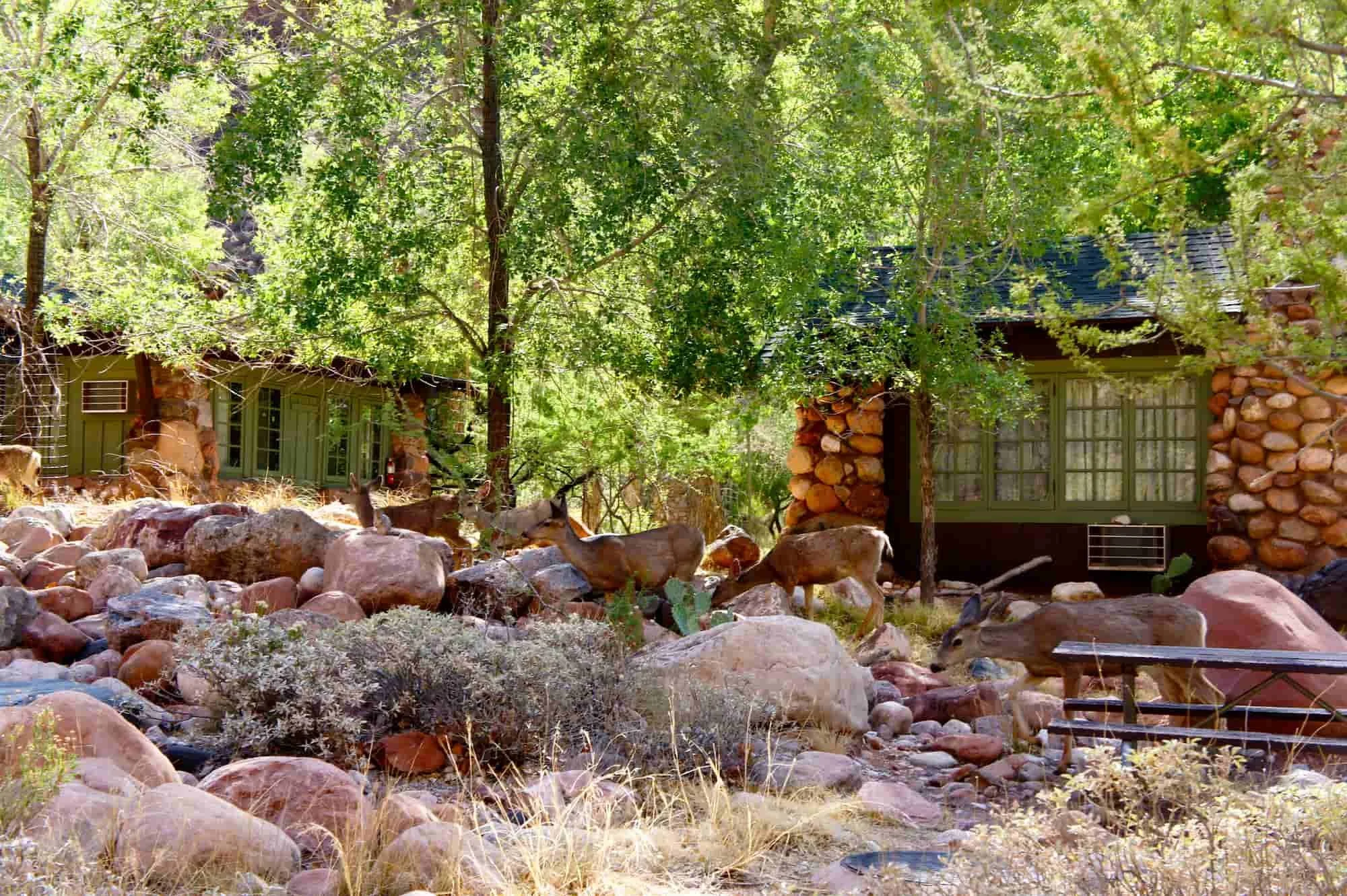 Shadow Rim Ranch Camp Map The Ultimate Guide to the Epic Grand Canyon Rim-to-Rim Hike — She ...