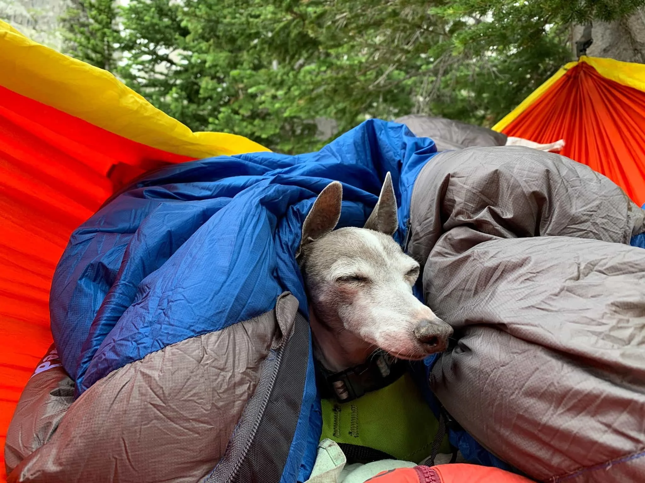 27 Best Gifts of Camping Gear for Dogs (2024 Gift Guide) — She Dreams