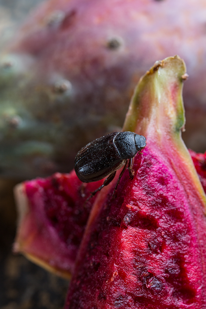 beetle_fruit.jpg