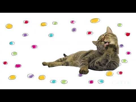 CATTV