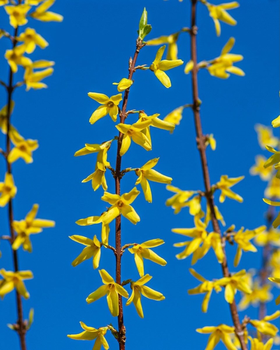 Essayists! It&rsquo;s spring! After the winter we&rsquo;ve had here in the Northeast, it feels as though a heavy load has lifted. For some, spring also marks the flurry of &ldquo;answers&rdquo; to your college applications&mdash;some positive, some n