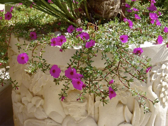 Carved stone planters from Bali and local flowers add color to the verandas.