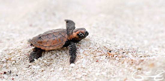  Scuba divers explore both reefs and wrecks&nbsp; and often have close encounters with sea turtles.&nbsp;Deep sea fishing can easily be arranged. 