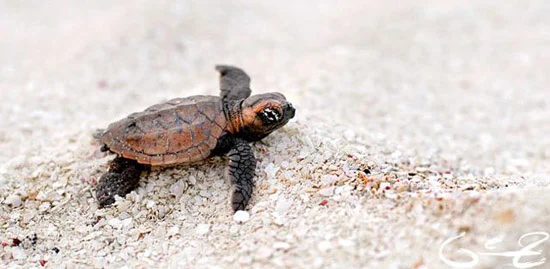 Scuba divers explore both reefs and wrecks and often have close encounters with sea turtles. Deep sea fishing can easily be arranged.