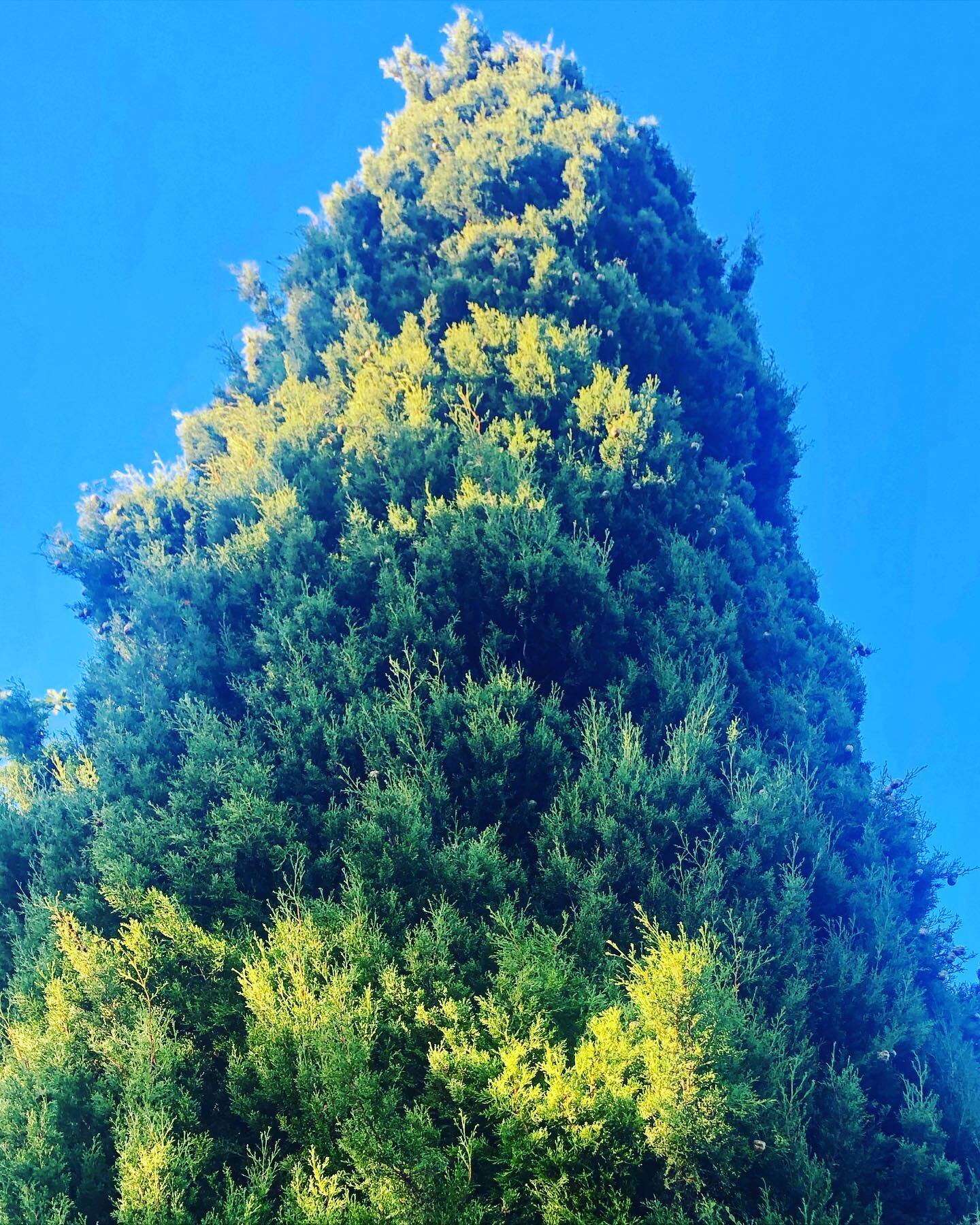 Outside AND INSIDE! I love this tree. It&rsquo;s at the #ainslie shops in #canberra and you can literally hide inside of it and no one knows you&rsquo;re there!