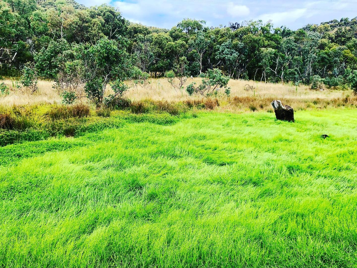 Sometimes this spot has water in it, and you can hear frogs, lots snd lots of frogs. Right now, it&rsquo;s a little empty but it has the brightest green grass anywhere on the mountain. Such joy! #mtmajura #canberra #outside