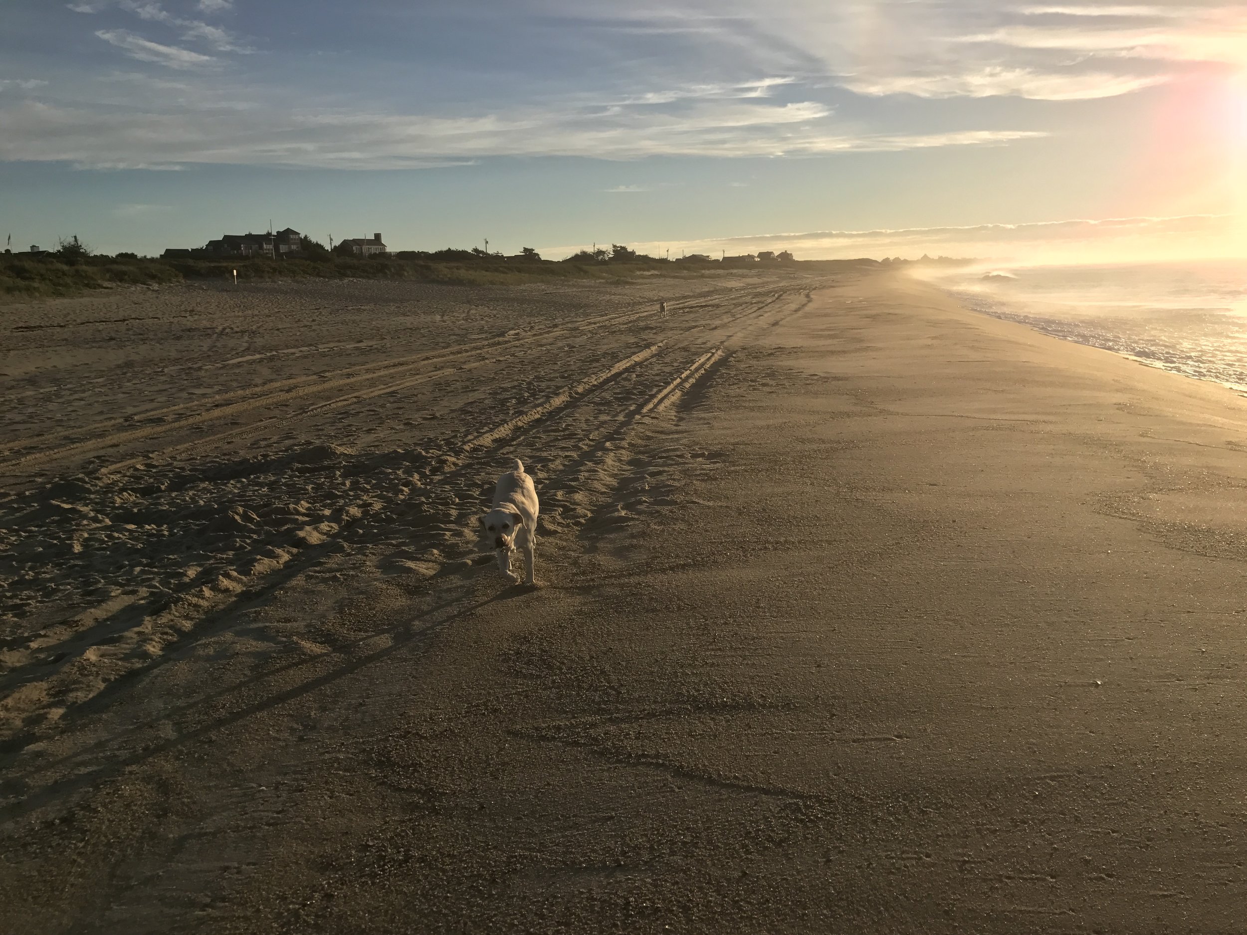 Sunrise dog walks at Surfside beach