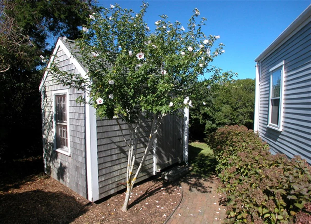 Rose of Sharon tree and shed with beach chairs & bike storage