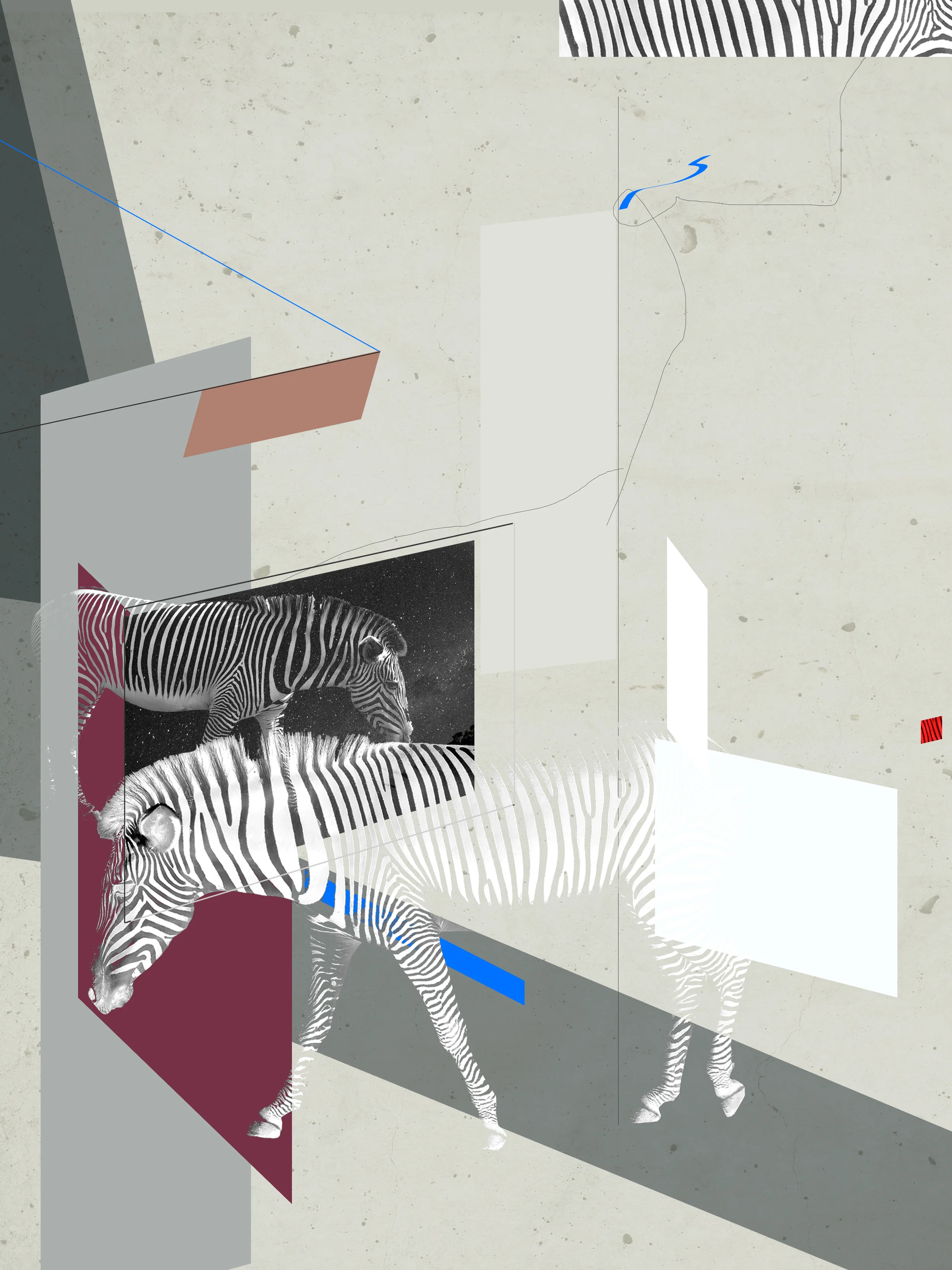 zebra.jpg