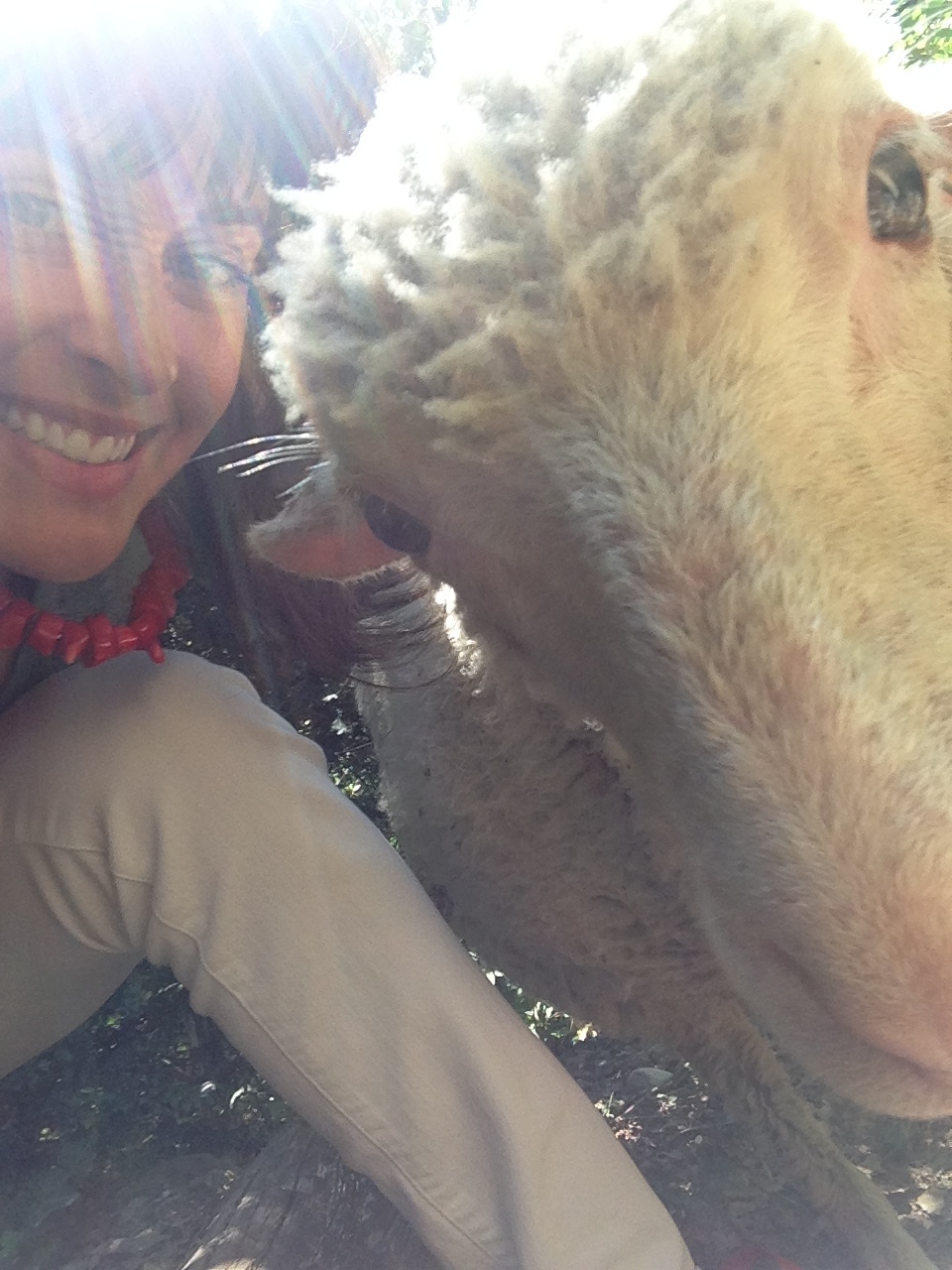 Selfie with a Sheep