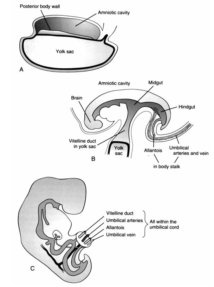 Development of the Umbilical cord. A : The posterior body wall is established. B : the vitelline duct form as the cells form a head and tail end, fold inwards on their lateral sides. C : The umbilical cord forms as the yolk sac and vitelline duct fuse. From O'Donnell K. Glick P, Caty M. Pediatric Umbilical Problems . Pediatric Clinics of North America. 1988 24 (1) 792.