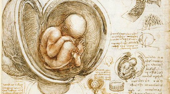 Leonardo Da Vinci. Studies of the Fetus in the Womb. Drawn between 1510-1513.