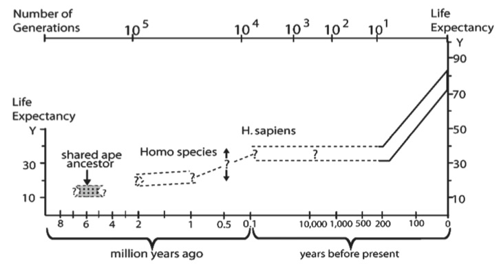 Evolution of the human life expectancy (LE). The LE at birth of the shared great ape ancestor is hypothesized to approximate that of chimpanzees, which are the closest species to humans by DNA sequence data. The LE of chimpanzees at puberty is about 15 years, whereas pre-industrial humans had LE at puberty of about 30 years Since 1800 during industrialization, LE at birth as well as at later ages has more than doubled. LE estimates for ancestral Homo species are hypothesized to be intermediate based on allometric relationships . Ages of adult bones cannot be known accurately after age 30 even in present skeletons .The proportion of adults to juveniles does, however, suggest a shift toward greater LE at birth. The few samples in any case cannot give statistically reliable estimates at a population level. The number of generations is estimated at 25 years for humans.From Finch, C. Evolution of the Human Lifespan, Past, Present, and Future: Phases in the Evolution of Human Life Expectancy in Relation to the Inflammatory Load. Proceedings of the American Philosophical Society . 2012:156 (1). 9-44