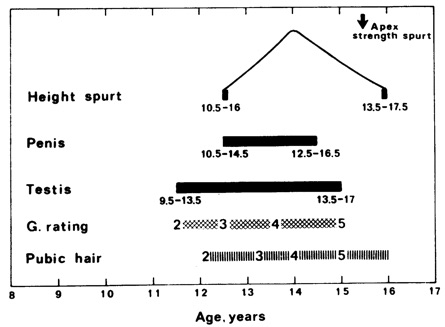 Puberty Tanner Chart