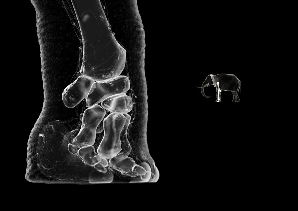 Elephants stand on tip toe. From here .