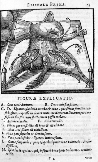Vivisection of a dog. From J. Walaeus. Epistola Prima de Motu Chyli et Sanguinis (1647) .