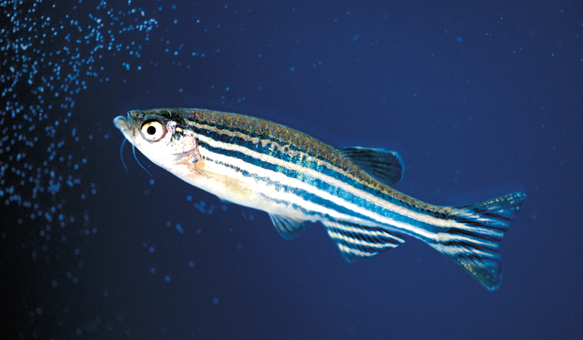 The tropical Zebrafish grow to about 2.5 inches in length. And they don't like pain.