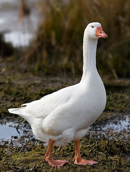 The Emden goose , a species of domestic goose.