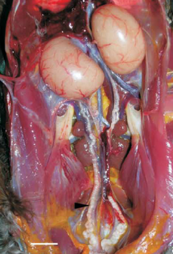 Testes of pheasant during the reproductive season. From here .