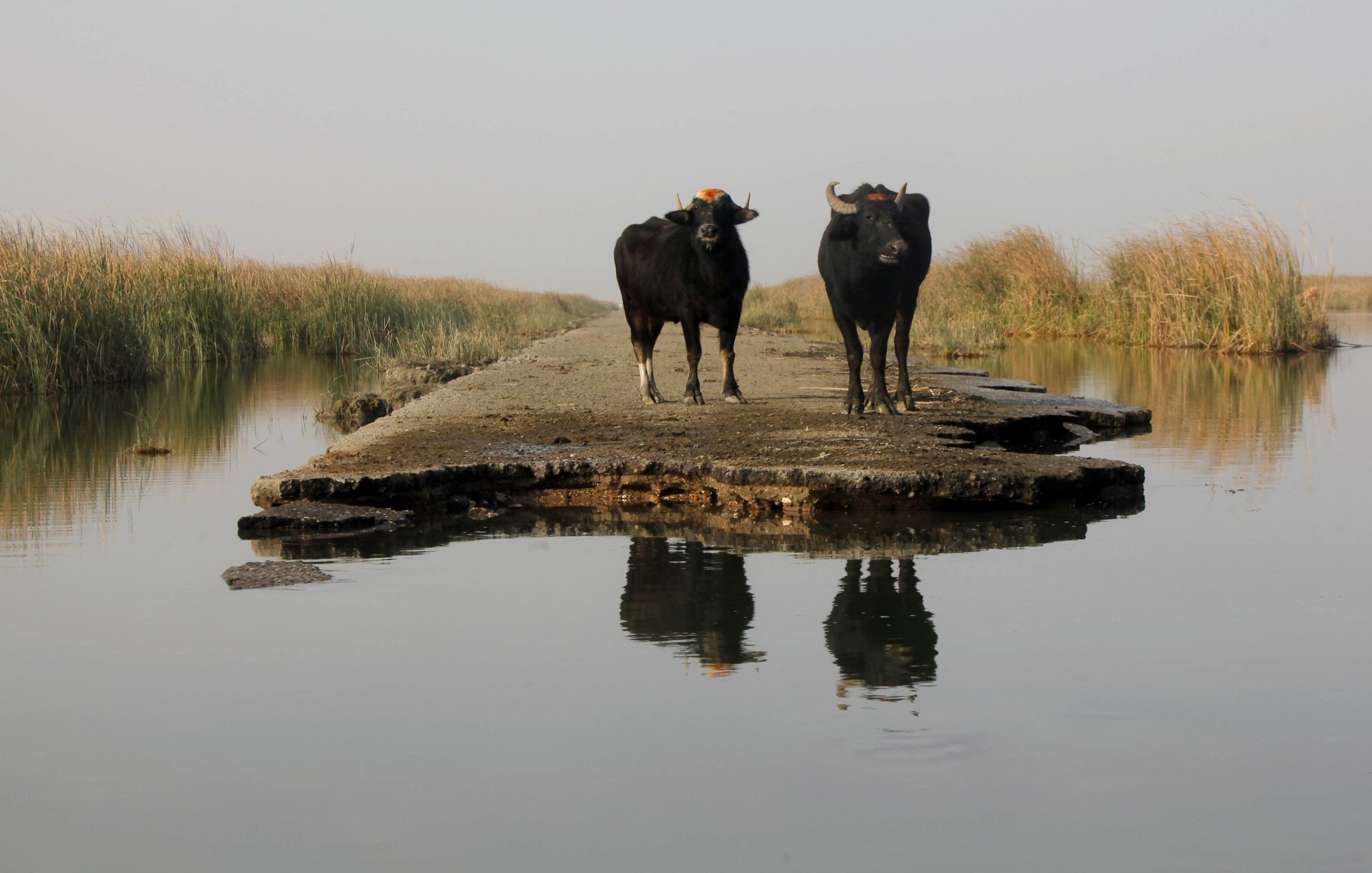 Two buffaloes gather by the waters of the Chebayesh marsh in Nassiriya, southeast of Baghdad, February, 2015. Image from here .