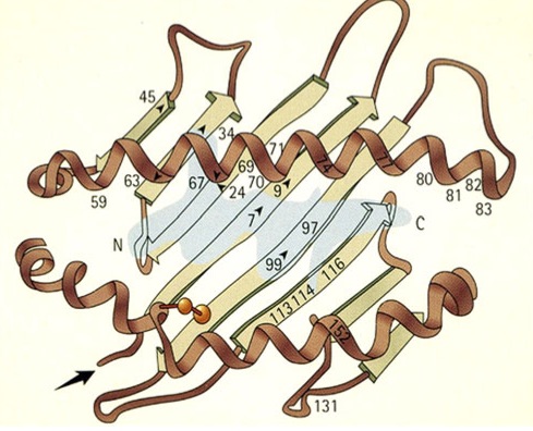 Schematic ribbon diagram of the HLA-B27 molecule’s peptide-binding cleft with a bound peptide (light blue); the letters N and C indicate, respectively, the amino and carboxy termini of the bound peptide. HLA-B*27:06, one of the two subtypes that seem to have no association with ankylosing spondylitis, and the disease-associated subtype HLA-B*27:04 (from which Rebbi may have been suffering) differ from each other by two residues at positions 114 and 116. From Khan, MA. Polymorphism of HLA-B27: 105 Subtypes Currently Known. Current Rheumatology Reports . (2013) 15:362