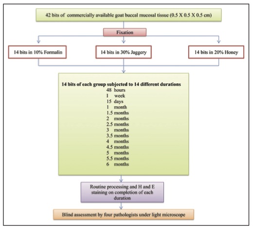 From Patil S, et al. Natural sweeteners as fixatives in histopathology: A longitudinal study. Journal of Natural Science, Biology and Medicine 2015, 6 (1); 67-70 