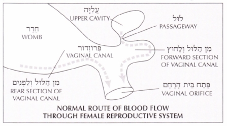 From Schottenstein Talmud Niddah 17b. Note that this does NOT correspond to the known female anatomy, but is a schematic based on Rashi's understanding. 