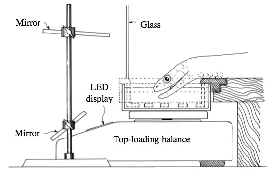 In case you were wondering how we know how snakes drink, here is a diagrammatic view of the apparatus used to record the kinematics and water transport during drinking. The video camera was placed to the left. LED, light-emitting diode. From Cundall, D. Drinking in snakes: kinematic cycling and water transport. The Journal of Experimental Biology . 2000; 203, 2171–2185.