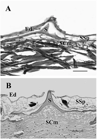 Photomicrographs of the integument and scales of Xiphias gladius. (A) The integument with scale (S), epidermis (Ed), and dermis with stratum spongiosum (SSp), stratum compactum (SCm) of a 22.2 mm larvae (scale bar 63 m). (B) The integument of a 330 cm adult (scale bar 45 m). From Govoni, JJ. et al. Ontogeny of Squamation in Swordfish, Xiphias gladius. Copeia , 2004(2), pp. 391–396.
