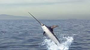 Image of Swordfish.jpeg