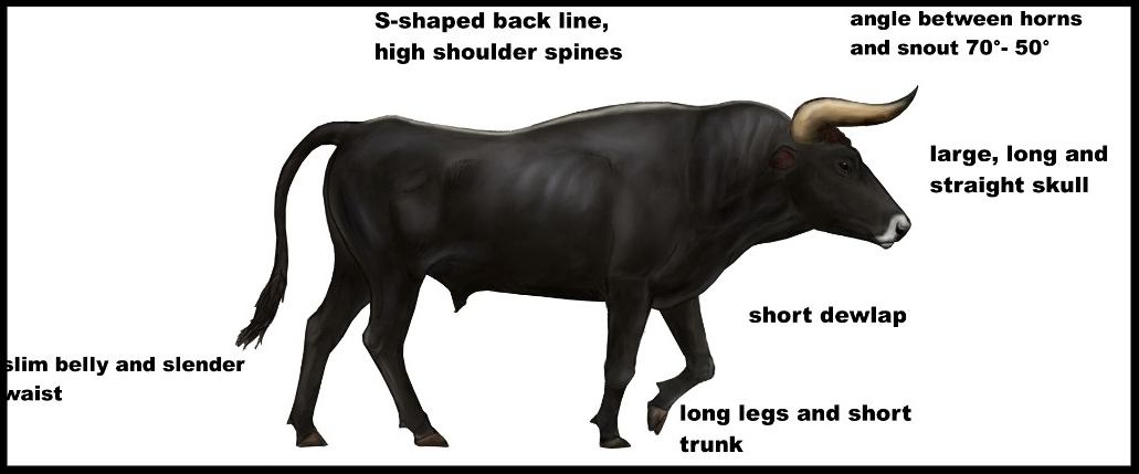 Artist's rendering of the aurochs. Is this the re'em mentioned in the Torah? From here .