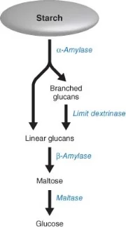 From Lloyd, James R and Kötting, Oliver (July 2016) Starch Biosynthesis and Degradation in Plants. John Wiley & Sons, Ltd: Chichester.