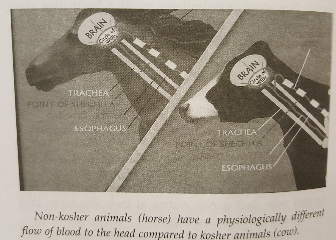 image_7742e64a3f1f9f5f47cd9a83884caf4d.png