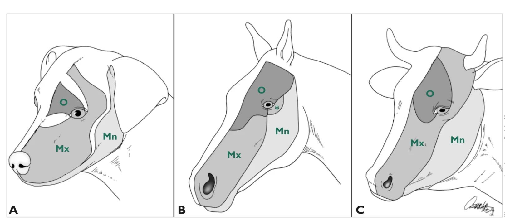 Schematic illustration of the autonomous and cutaneous distribution of nerves pertaining to the head of the (A) dog, (B) horse, and (C) ox . O = ophthalmic nerve; Mx = maxillary nerve ( * = also within the maxillary distribution of the horse); Mn = mandibular nerve. From Levine J, et al. Comparative Anatomy of the Horse, Ox, and Dog:The Brain and Associated Vessels .