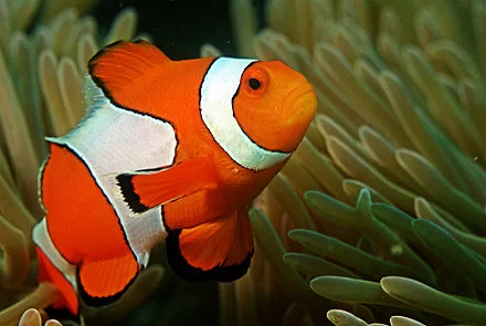 Clown_fish_in_the_Andaman_Coral_Reef.jpg