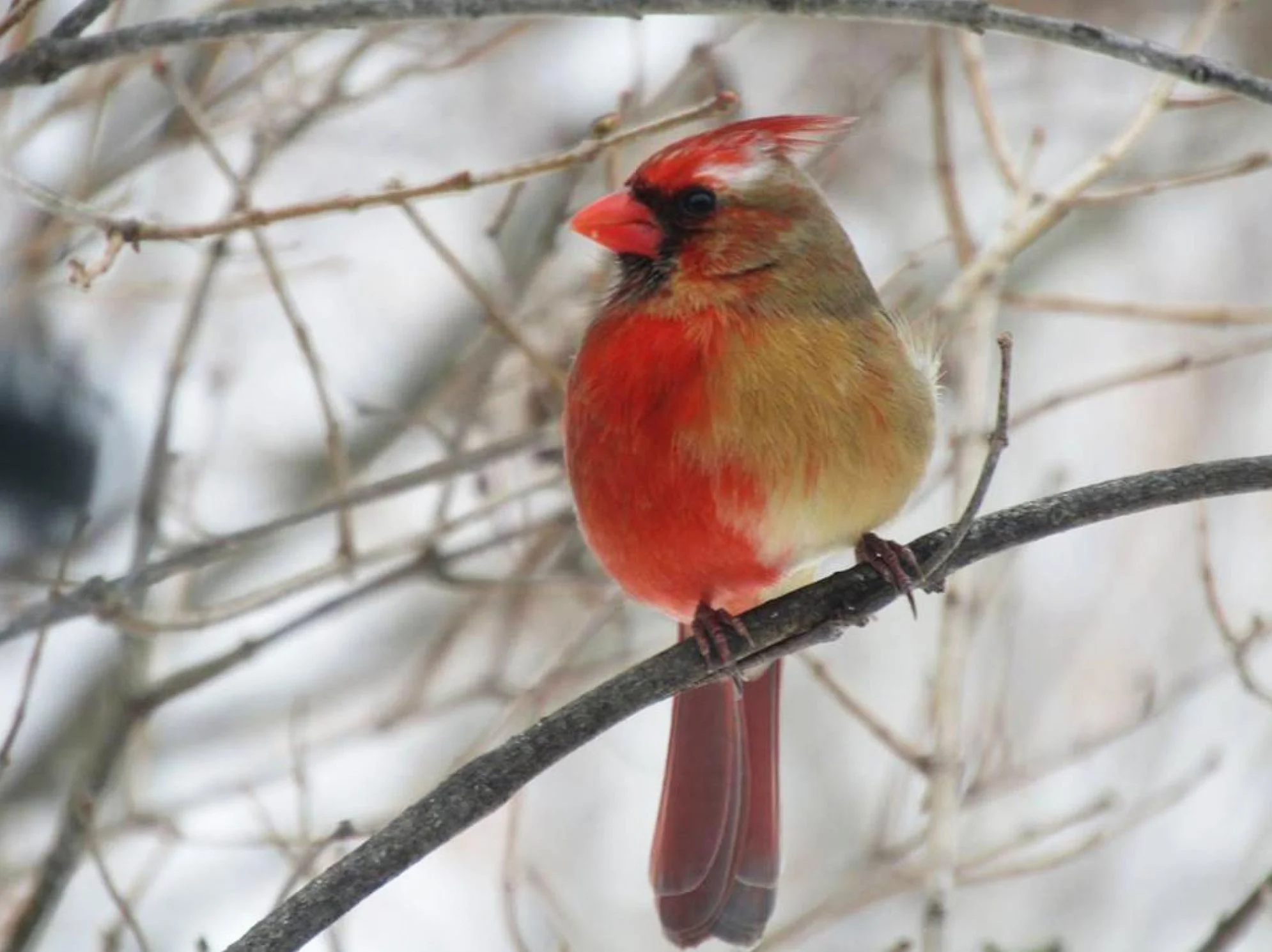 Split sex Cardinal.jpg