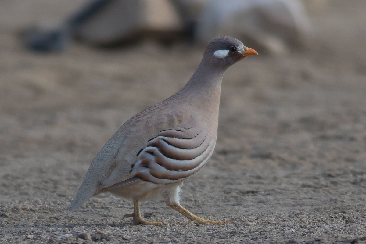 Male sand partridge. Note the beautiful white markings behind the eyes.