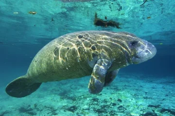A manatee, or a mermaid?