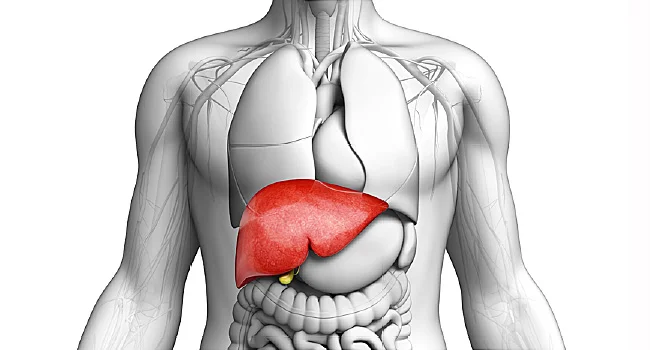 Diagram of liver.jpg