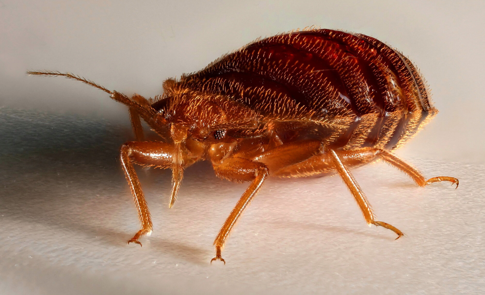 Niddah 58b ~ Bed Bugs — Talmudology
