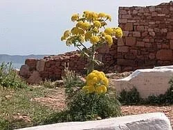Fennel.jpeg