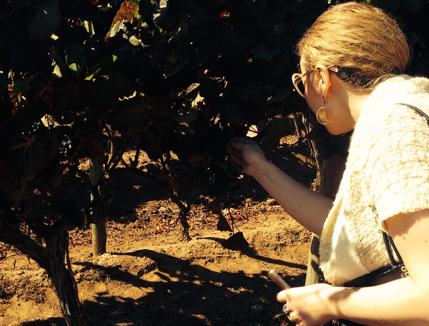 picking a grape!