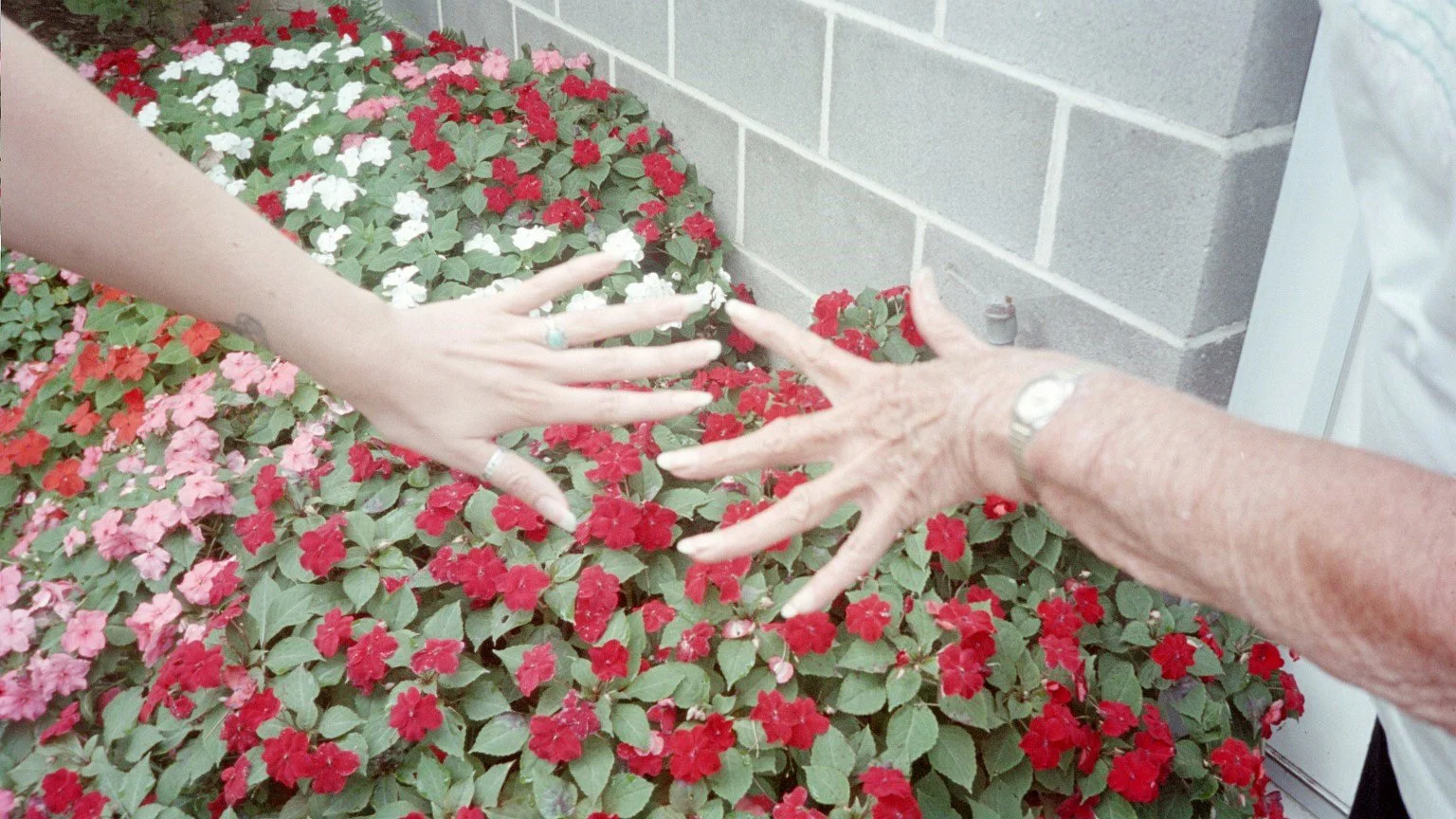 Our hands, circa 2004. Her impatiens in the background. She could grow anything!
