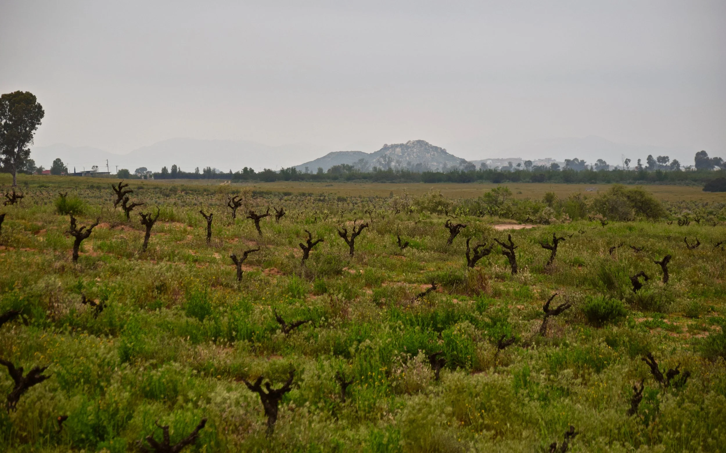 Old vines in Valle de Guadalupe. Photo by Gabriel Manzo.
