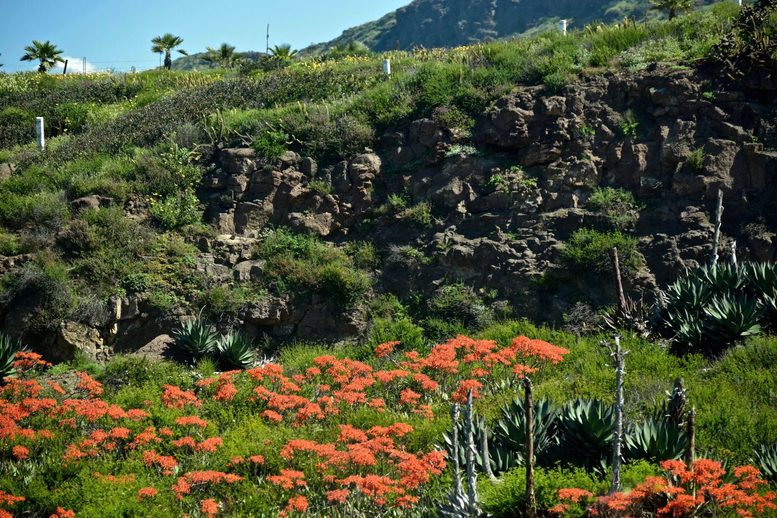 Lush hillside in El Valle de Guadalupe. Photo by Gabriel Manzo. 