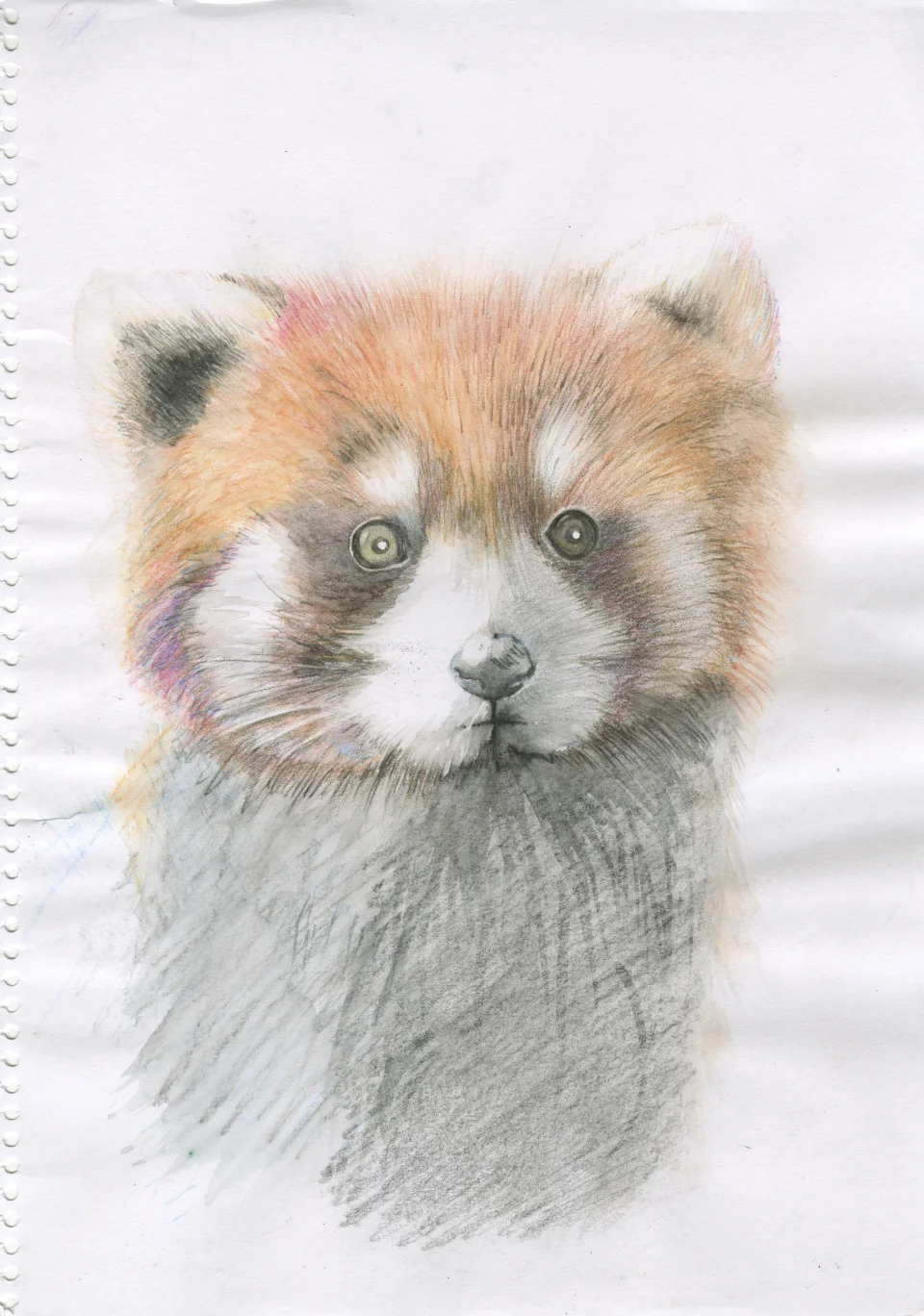 Red Panda Stares, 2012 Summer