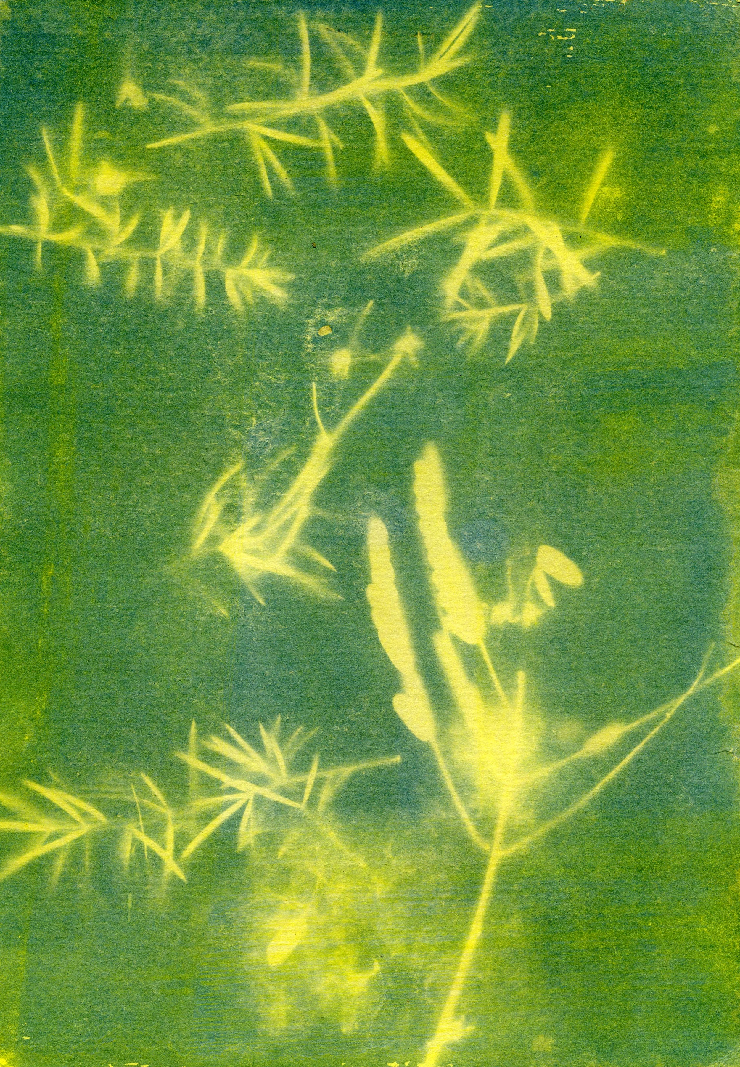 cyanotype004.jpg