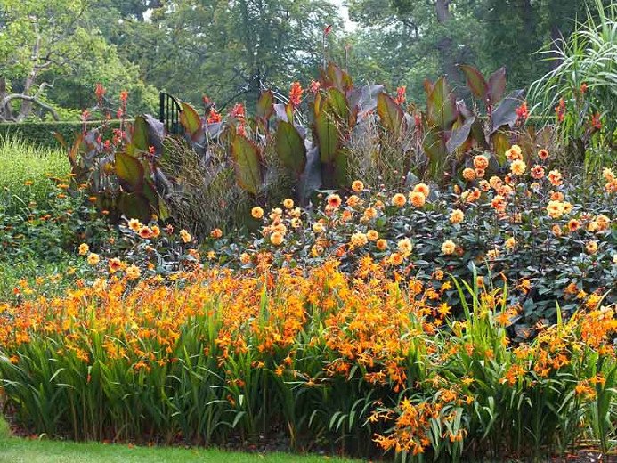 Cannas at the back, Dahlia David Howard in the mid-ground and Crocosmia Star of the East at the front.jpg
