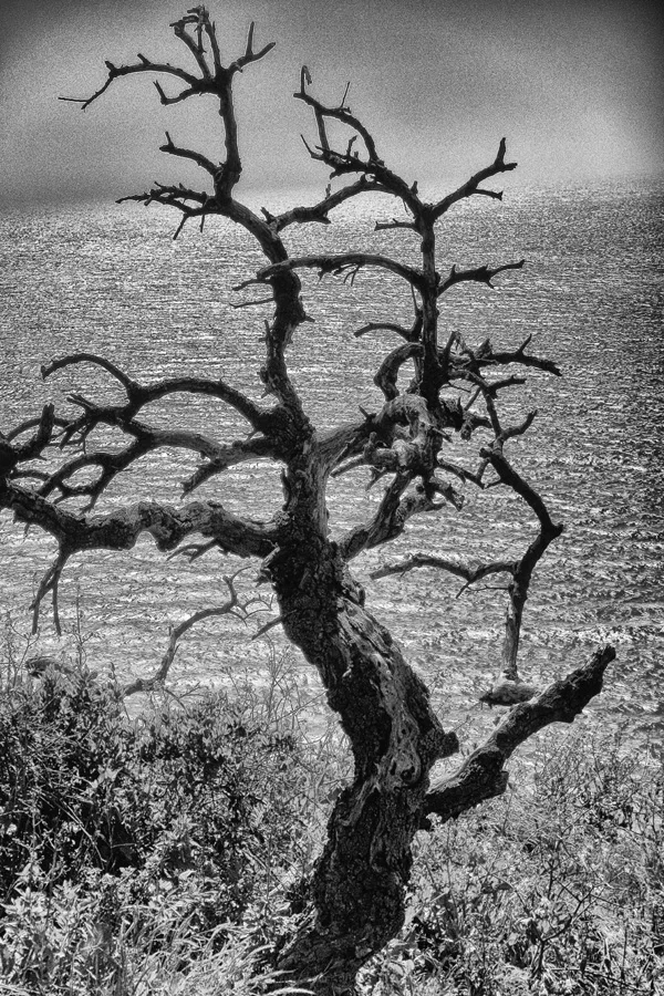 Debora_Cartagena_Title_Leafless_MMSubmission.jpg